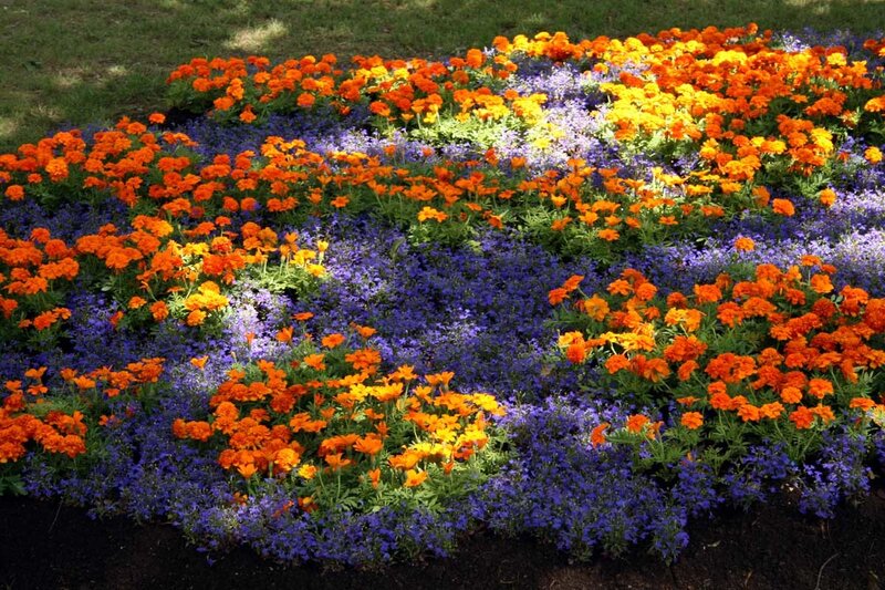 Orange and Purple Flowers
