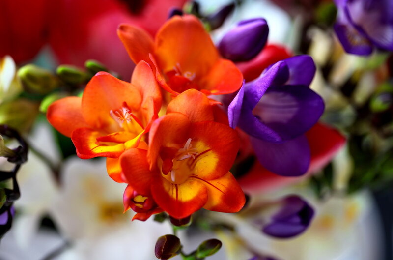 Orange and Purple Flowers — Vibrant, Photograph