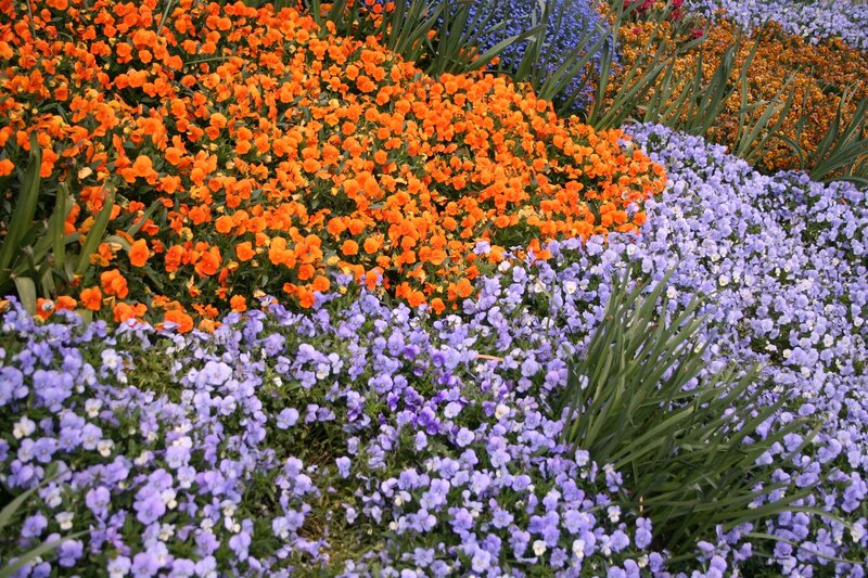 Orange and Purple Flowers — Vibrant, Spring
