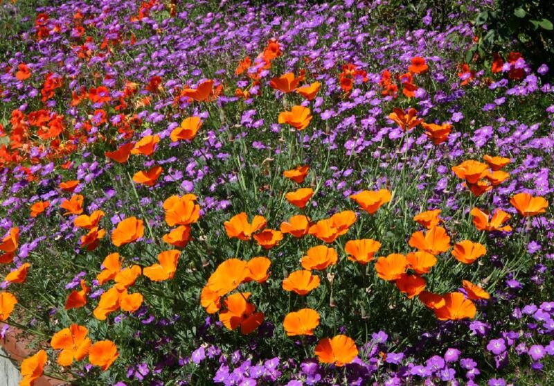 Orange and Purple Flowers — Vibrant