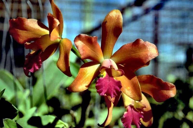 Orange and Purple Orchid