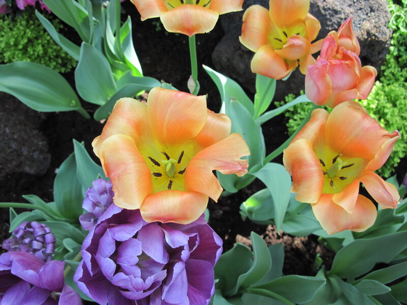 Orange and Purple Tulips — Calm