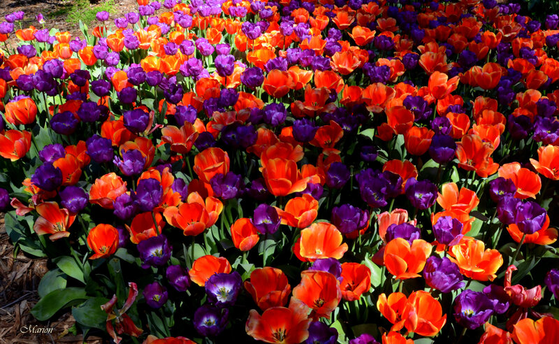 Orange and Purple Tulips