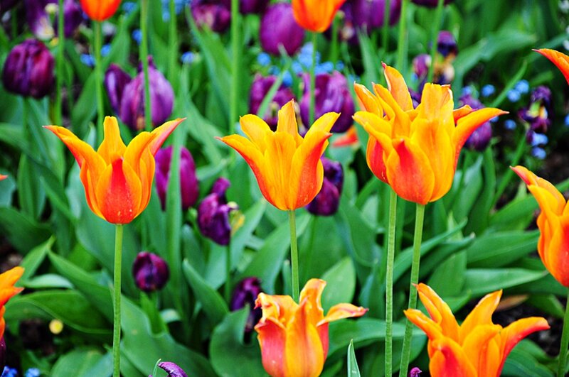 Orange and Purple Tulips — Vibrant