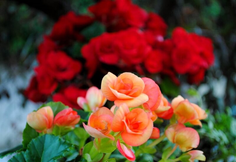 Orange and Red Begonias — Calm