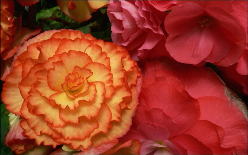 Orange and Red Begonias