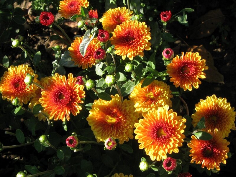 Orange and Red Chrysanthemums — Yellow