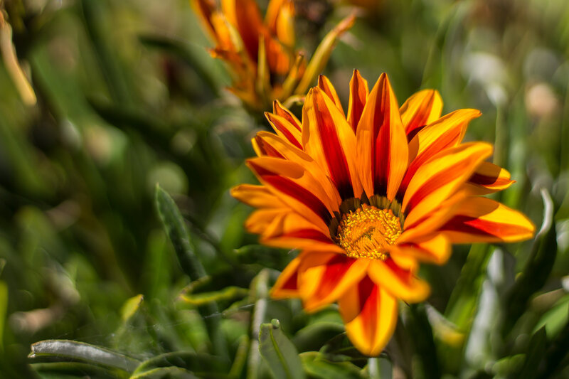 Orange and Red Flower — Natural
