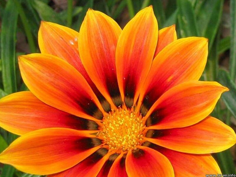 Orange and Red Flower