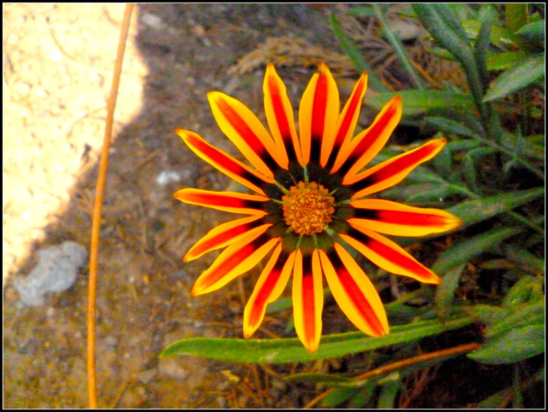 Orange and Red Flower — Yellow