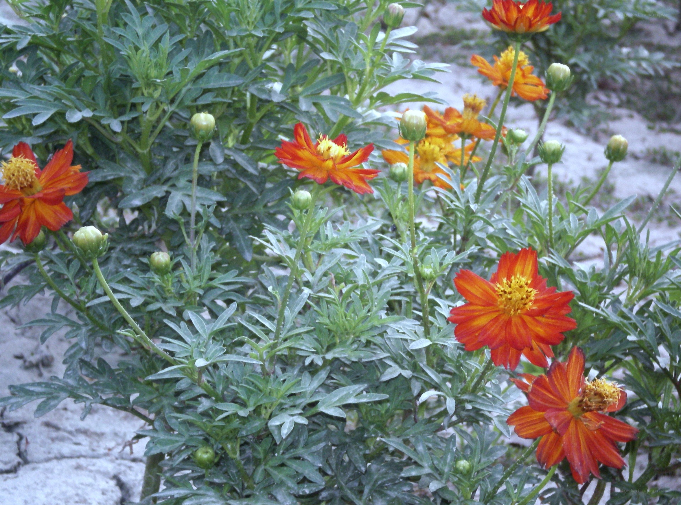 orange and red flowers in garden