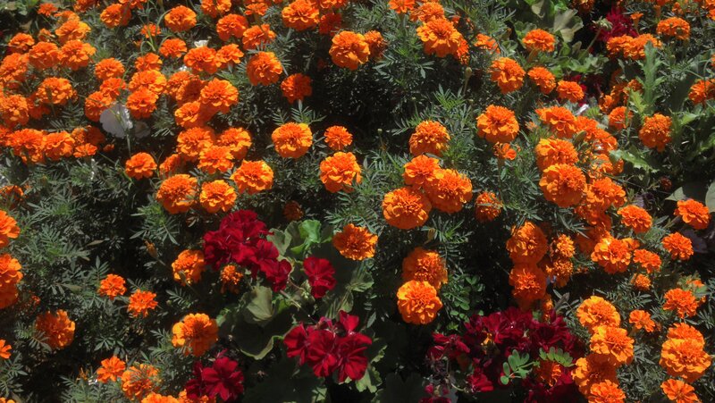 Orange and Red Flowers