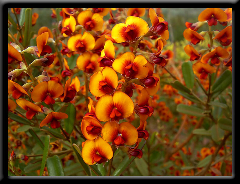 Orange and Red Flowers — Yellow