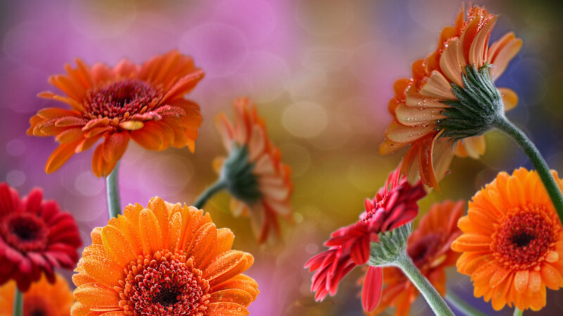 Orange and Red Gerbera Daisies