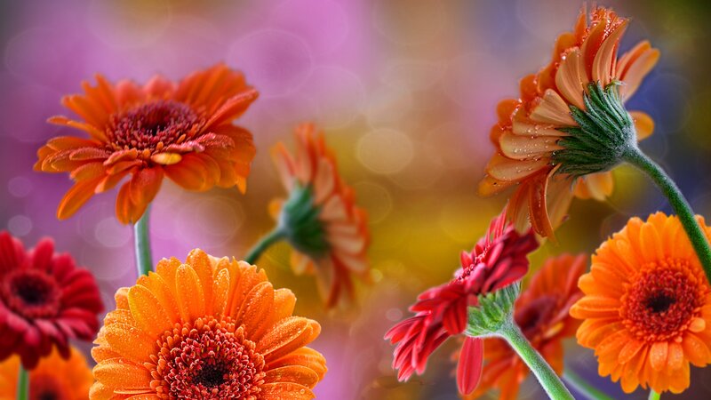 Orange and Red Gerbera Daisies — Vibrant
