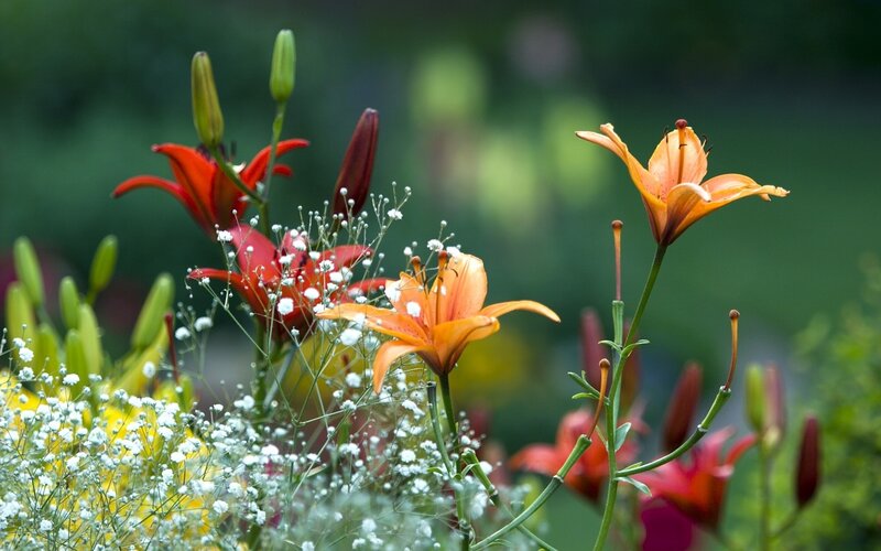 Orange and Red Lilies