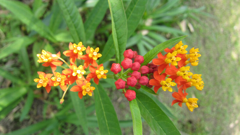 Orange and Red Milkweed Flowers