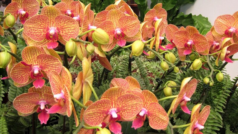 Orange and Red Orchids
