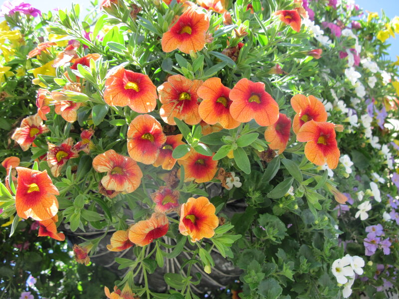 Orange and Red Petunias — Bright