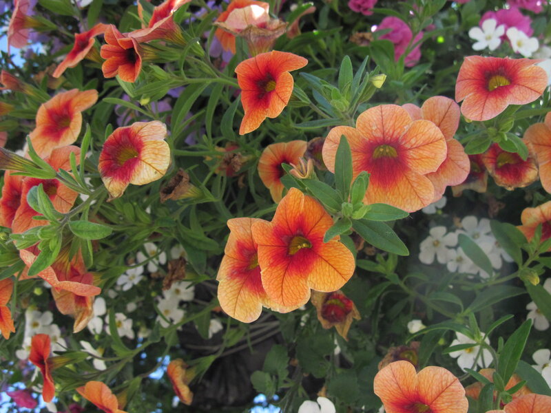 Orange and Red Petunias