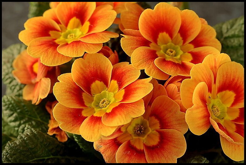 Orange and Red Primroses