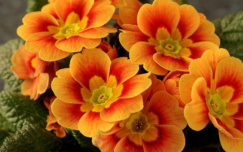 Orange and Red Primroses — Vibrant, Photograph, Green Leaves