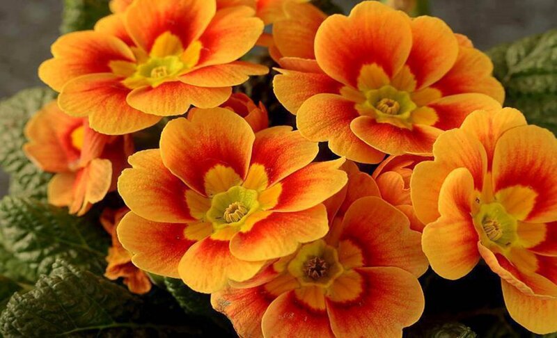 Orange and Red Primroses — Vibrant