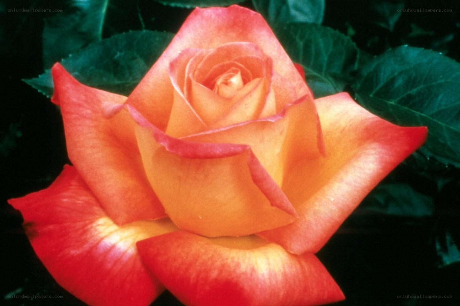 orange and red rose bloom