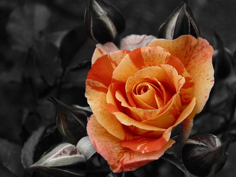 Orange and red rose bloom