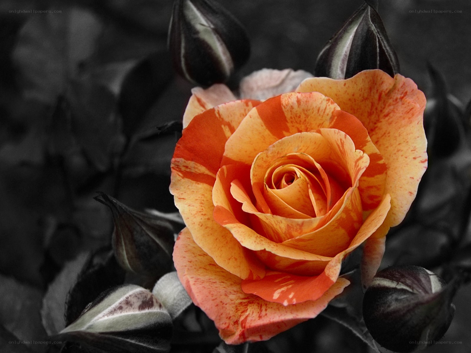 Orange and red rose bloom