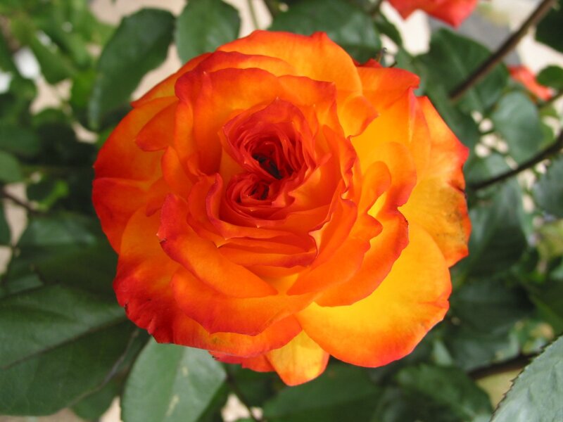Orange and Red Rose — Calm, Afternoon, Photograph, Green Leaves