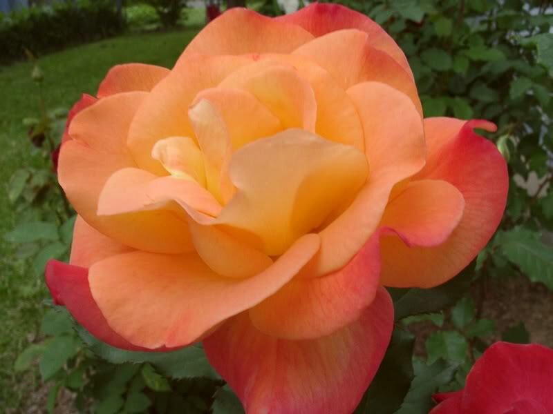 Orange and Red Rose — Calm, Afternoon, Photograph