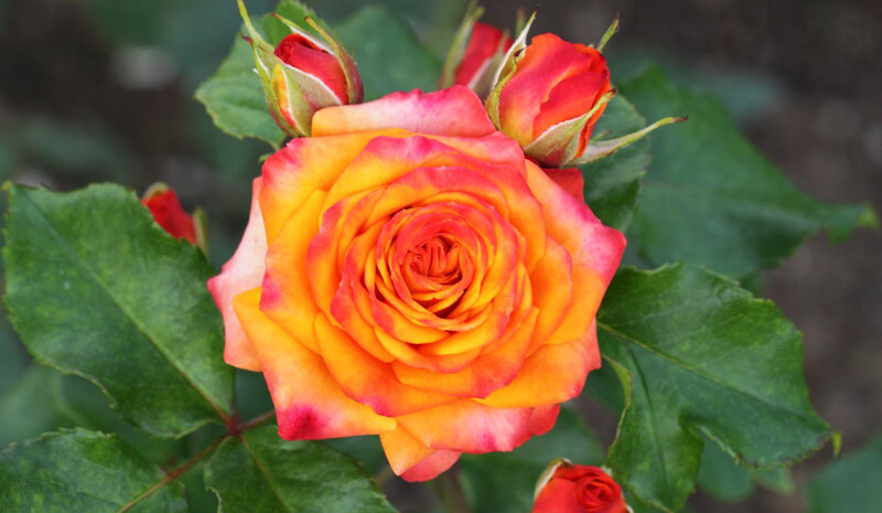 Orange and Red Rose — Calm, Afternoon