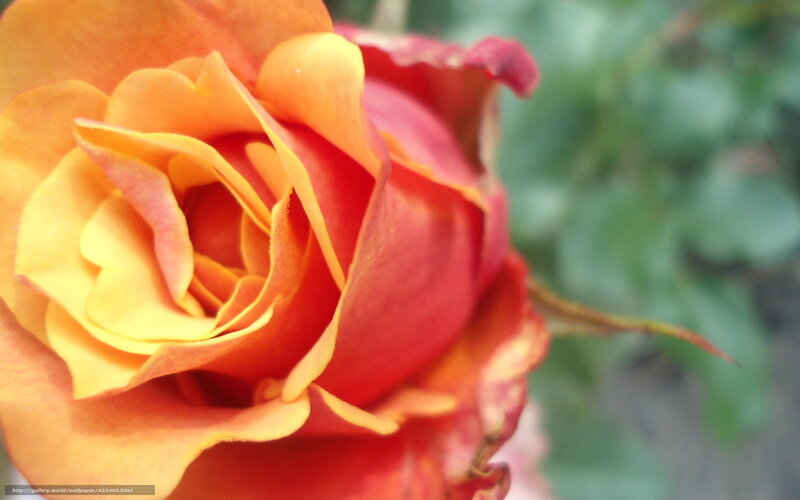 Orange and Red Rose — Calm, Photograph, Petals