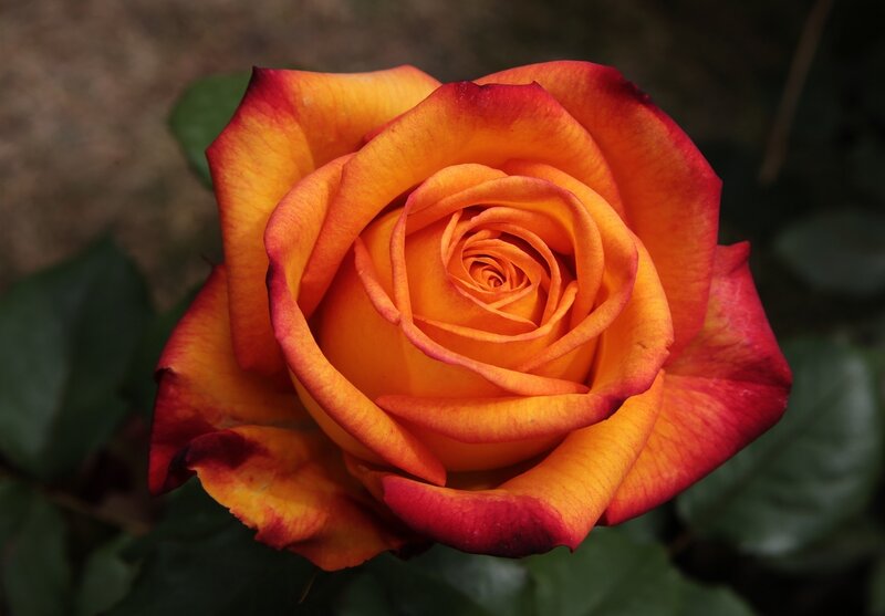 Orange and Red Rose — Calm, Photograph