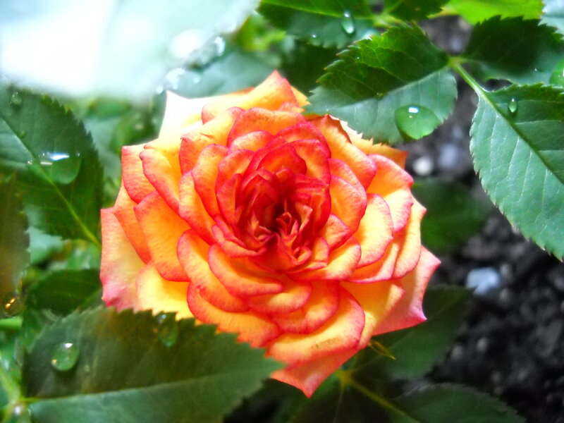 Orange and Red Rose — Calm