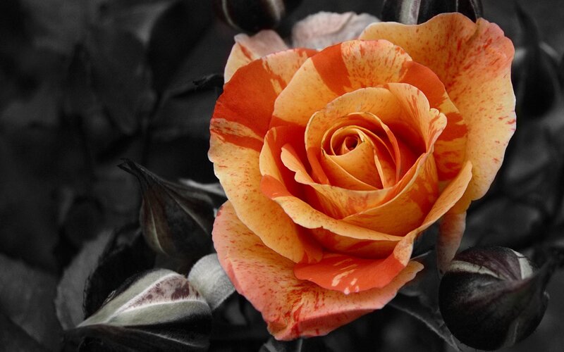 Orange and Red Rose — Dramatic, Photograph, Buds
