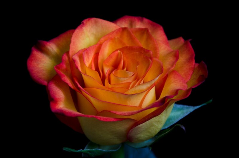 Orange and Red Rose — Dramatic