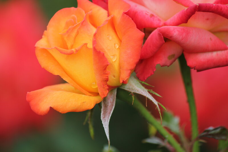 Orange and Red Rose — Serene, Photograph, Petals