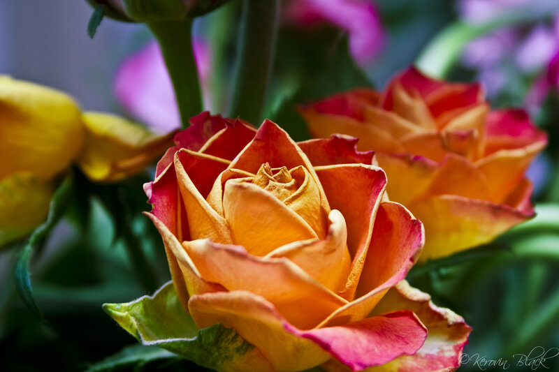 Orange and Red Rose — Serene, Photograph