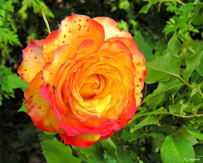 Orange and Red Rose — Serene