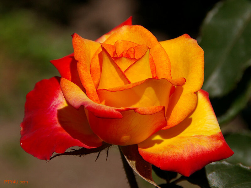 Orange and Red Rose