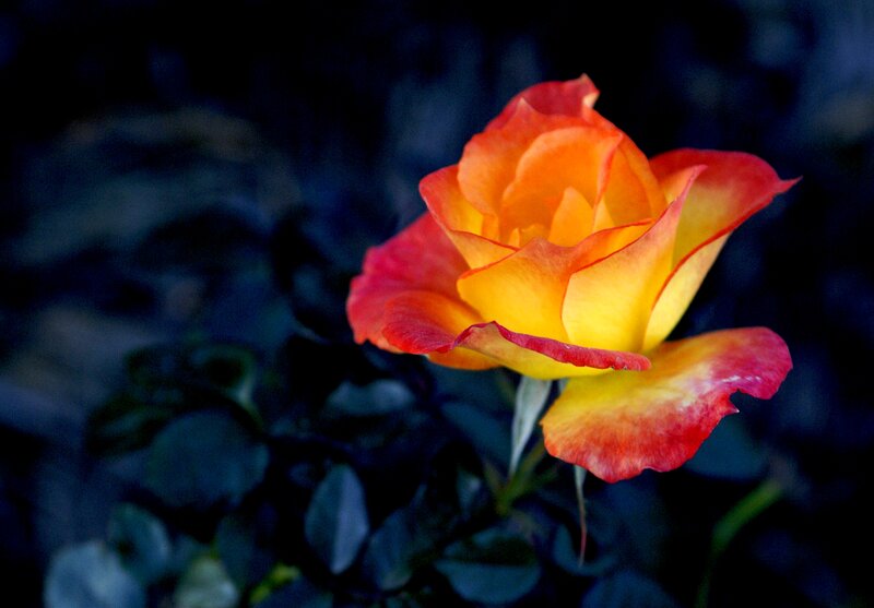 Orange and Red Rose — Yellow, Dramatic