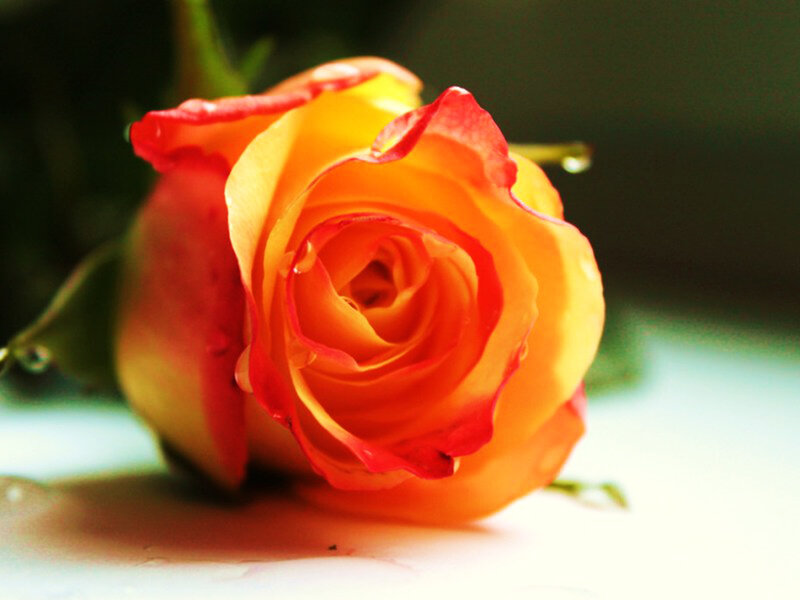 Orange and Red Rose — Yellow