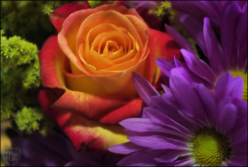 Orange and Red Rose — Yellow, Vibrant
