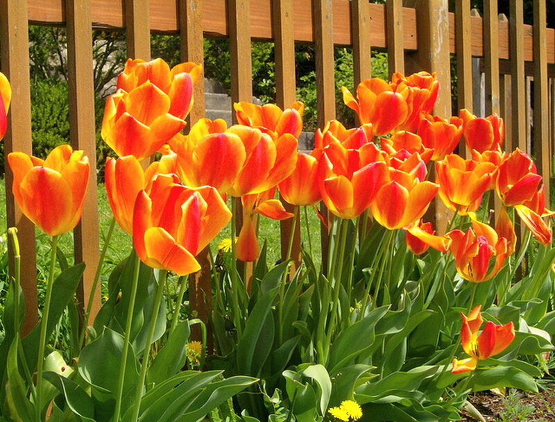 Orange and Red Tulips — Bright