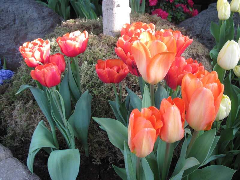 Orange and Red Tulips — Serene