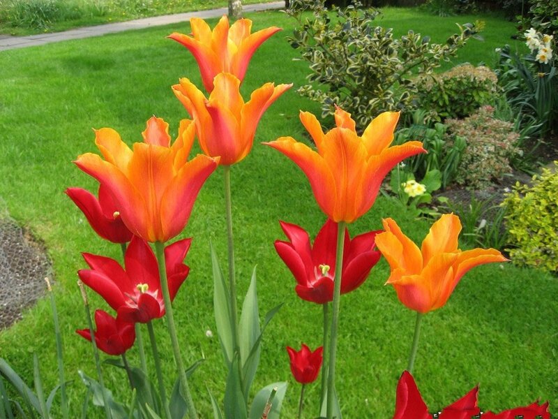 Orange and Red Tulips