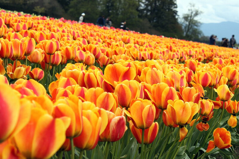 Orange and Red Tulips — Yellow