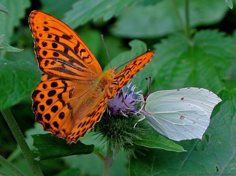 Orange and White Butterflies